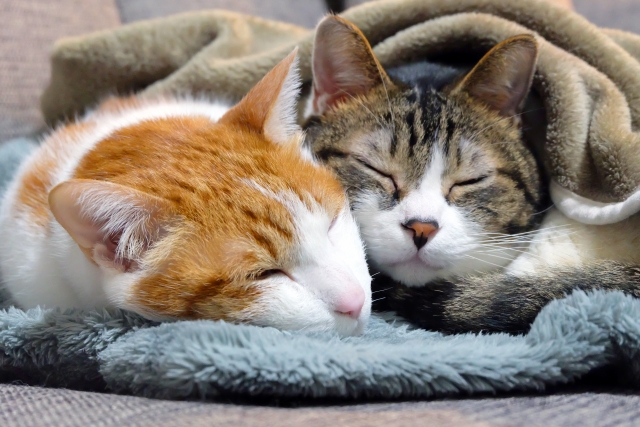 毛布にくるまれた猫２匹